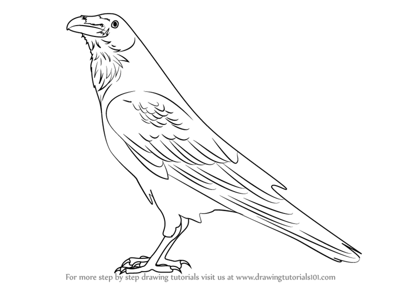 800x566 Learn How To Draw A Raven (Birds) Step By Step Drawing Tutorials