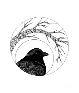 254x300 Raven Bird Drawings