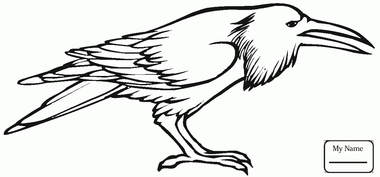 1224x571 Raven Bird Ravens Birds Ravens Coloring Pages For Kids