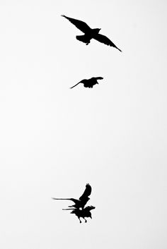 236x353 Crow 1 By Peroni68 On Stock Photos