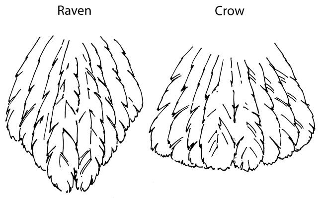 650x399 Crow's Tail Is Shaped Like Fan, While Raven's Is More