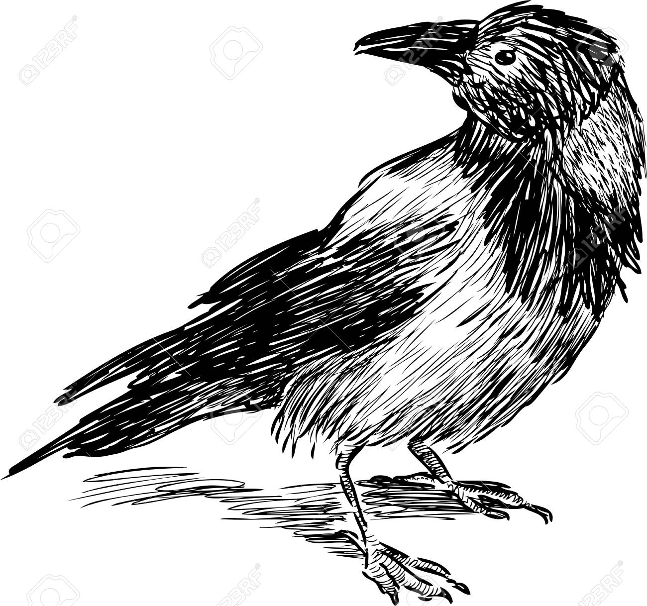 1300x1218 Sketch Of A Big Crow Royalty Free Cliparts, Vectors, And Stock