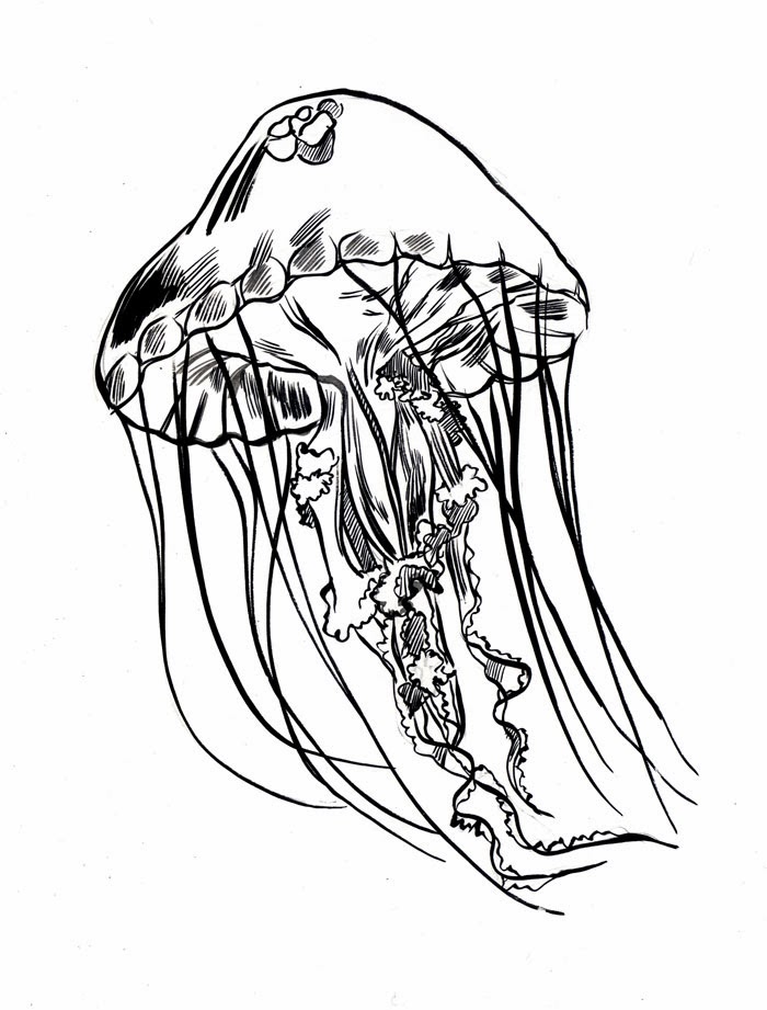 700x921 Mc Drawn Jellyfish Sketch Brush And Ink