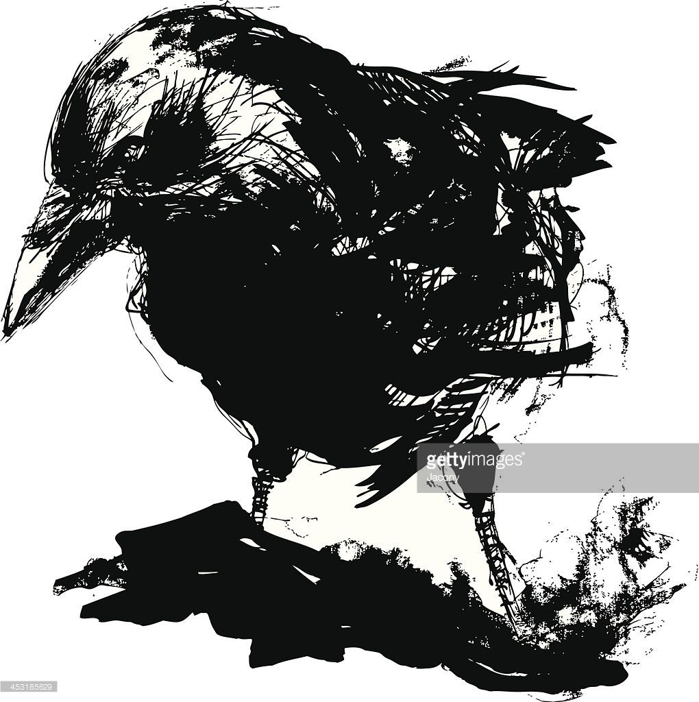 1020x1024 Pin By Kathleen Ferris On Ravens Crows And Ravens
