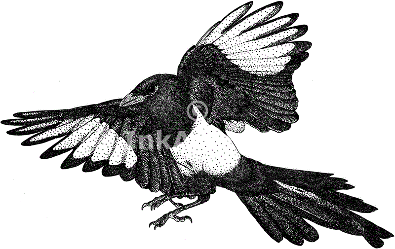 800x505 Wildlife Art Other Birds