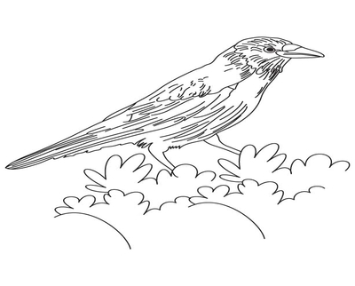 400x322 Crow To Print Coloring Pages Page Image Clipart Images