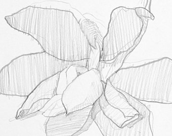 340x270 Pencil Drawing Original Babies Drawing Portrait Drawing