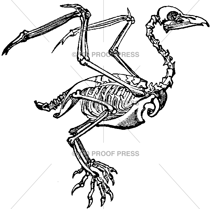 700x694 Drawn Raven Skeleton