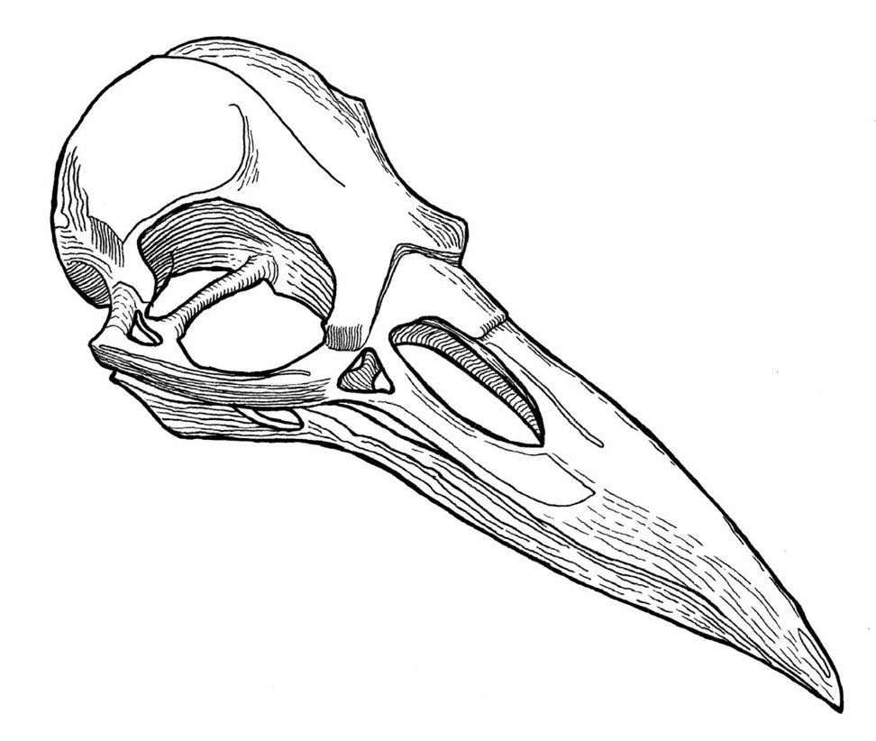 Raven Skull Drawing at GetDrawings | Free download