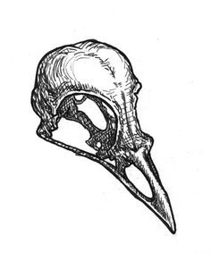 Raven Skull Drawing at GetDrawings | Free download