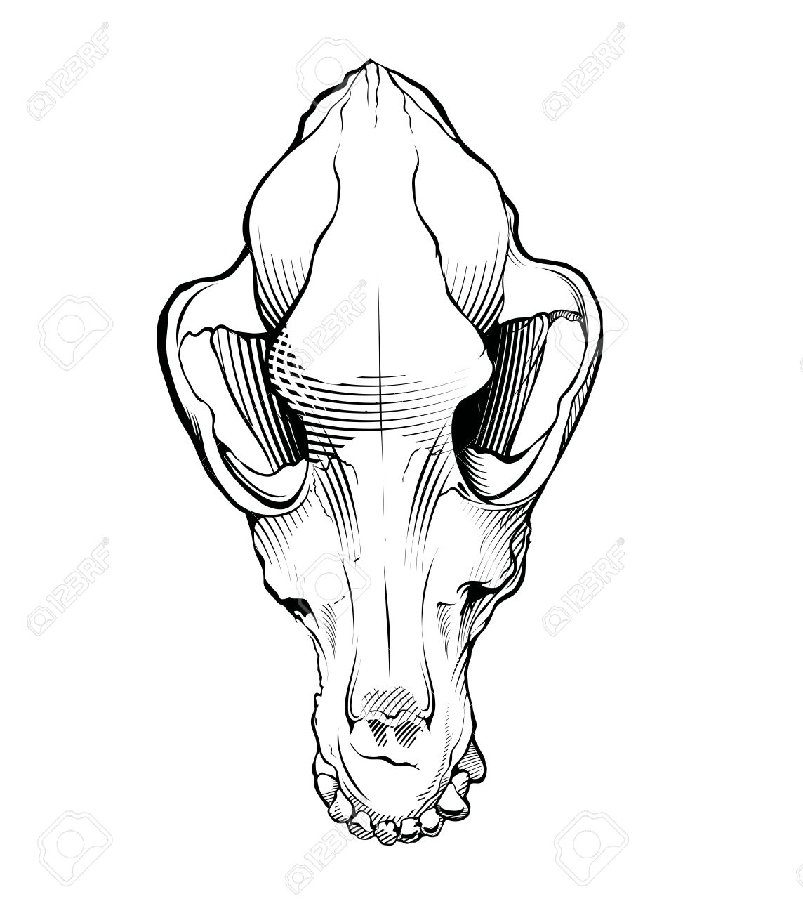 1144x1300 Black And White Wolf, Dog Skull Royalty Free Cliparts, Vectors