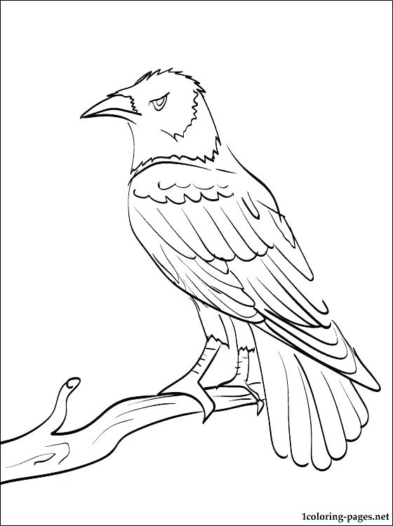 560x750 Ravens Coloring Pages Ravens Coloring Pages Ravens Coloring Pages
