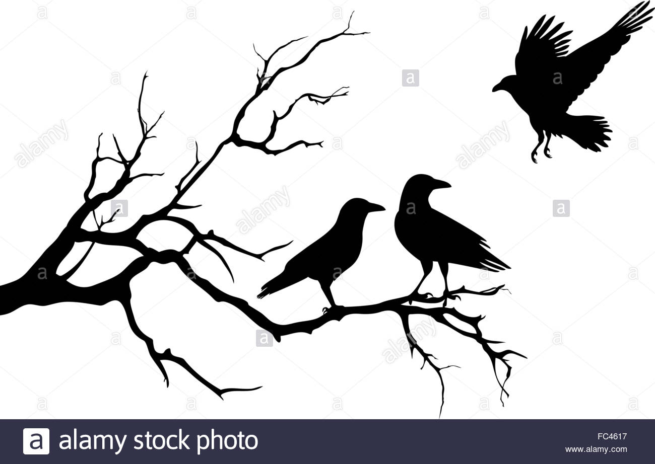1300x922 Ravens On Tree Branch, Vector Illustration Stock Vector Art