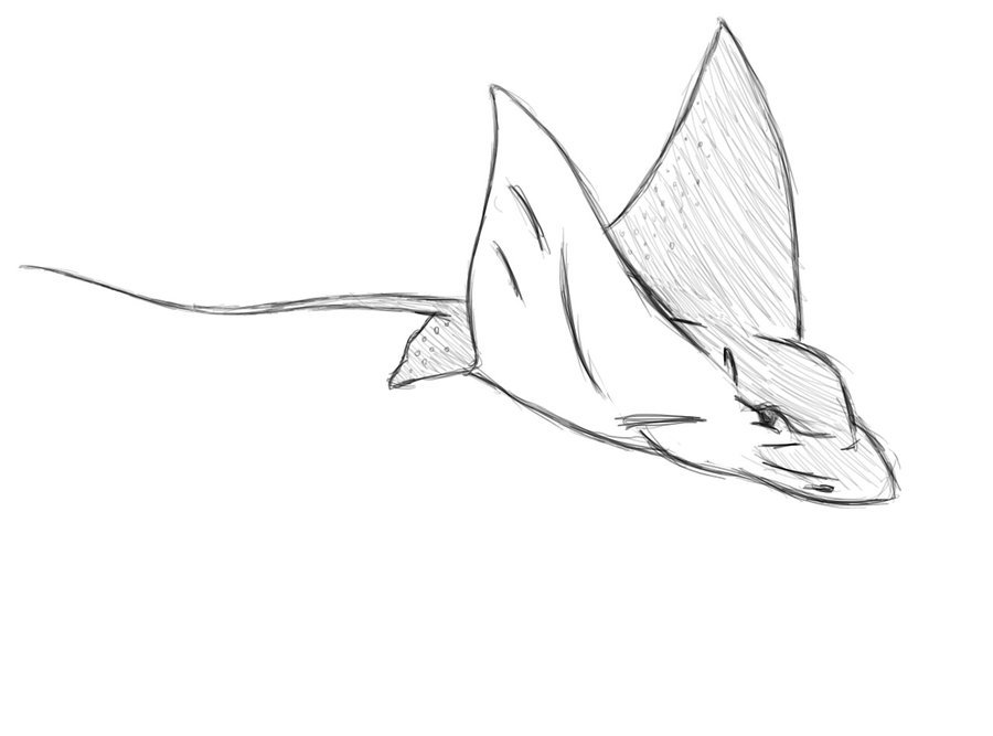 900x667 Eagle Ray Sketch By Holm Girl
