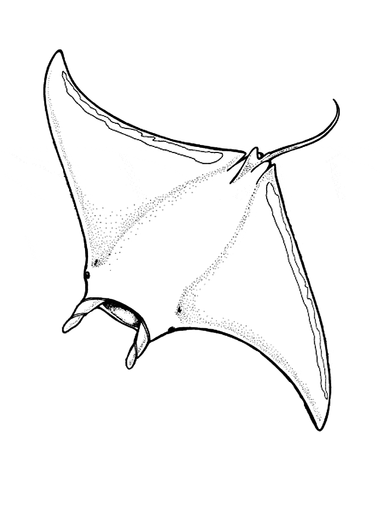 768x1024 Manta Ray Coloring