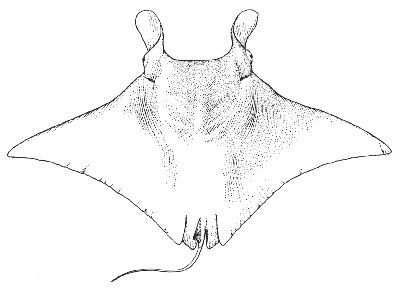 402x288 Devil Ray