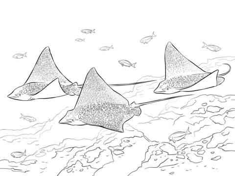 480x360 Spotted Eagle Rays Coloring Page Free Printable Coloring Pages