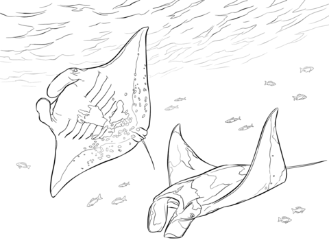 480x360 Two Manta Rays Coloring Page Free Printable Coloring Pages