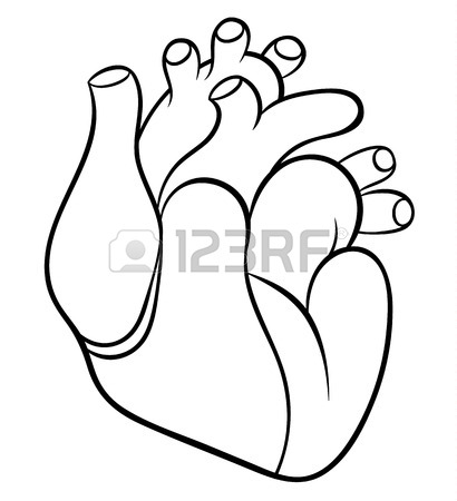 410x450 Naturalistic Real Heart. Vector Illustration Royalty Free Cliparts