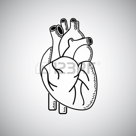 450x450 Real Heart Illustration, Medical Biology Vector Royalty Free