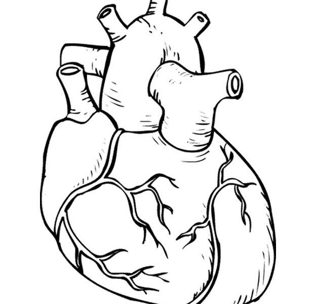 620x600 Human Heart Coloring Page