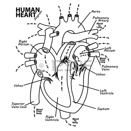 Real Human Heart Drawing at GetDrawings | Free download