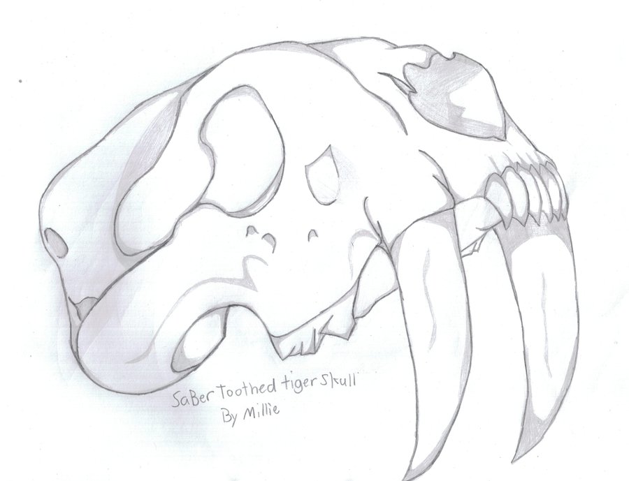 900x689 Sabertooth Tiger Skull By Goldylycan