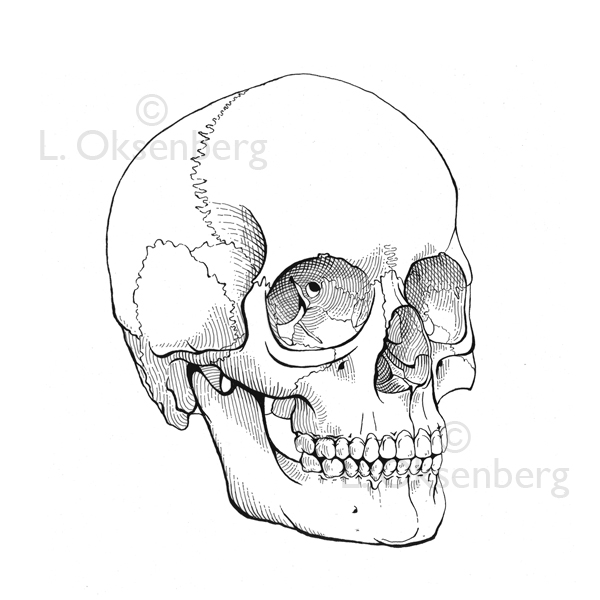 600x600 Skull Line Drawing