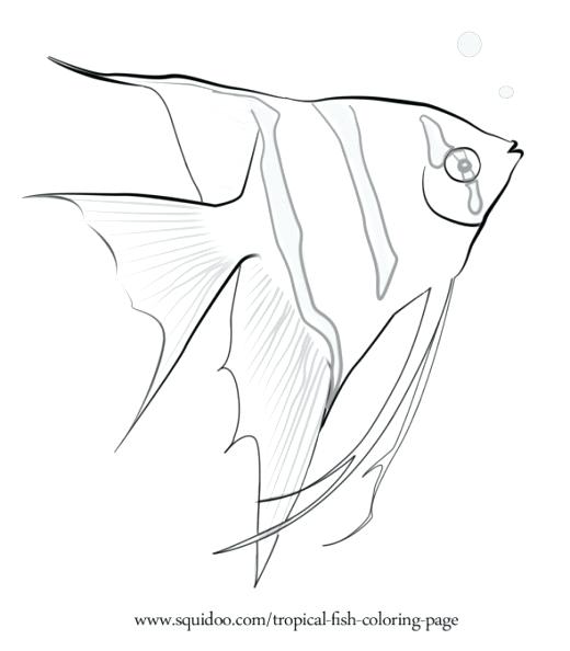 520x594 Realistic Fish Coloring Pages Angel Fish Coloring Page Rainbow