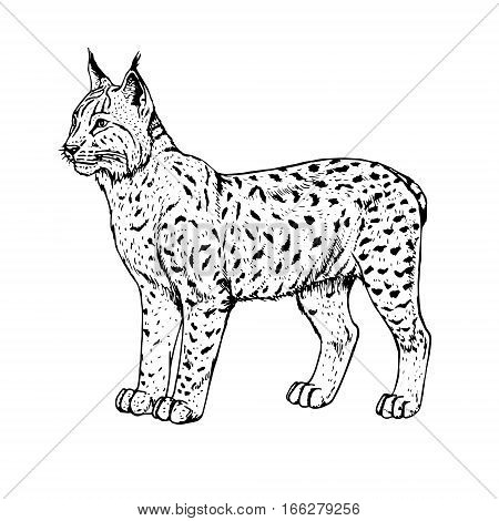 450x470 Hand Drawn Lynx. Retro Realistic Vector Amp Photo Bigstock