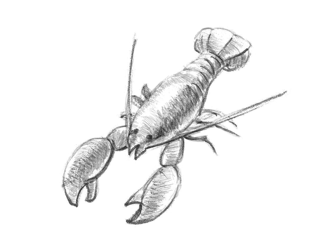 1088x840 How To Draw A Lobster