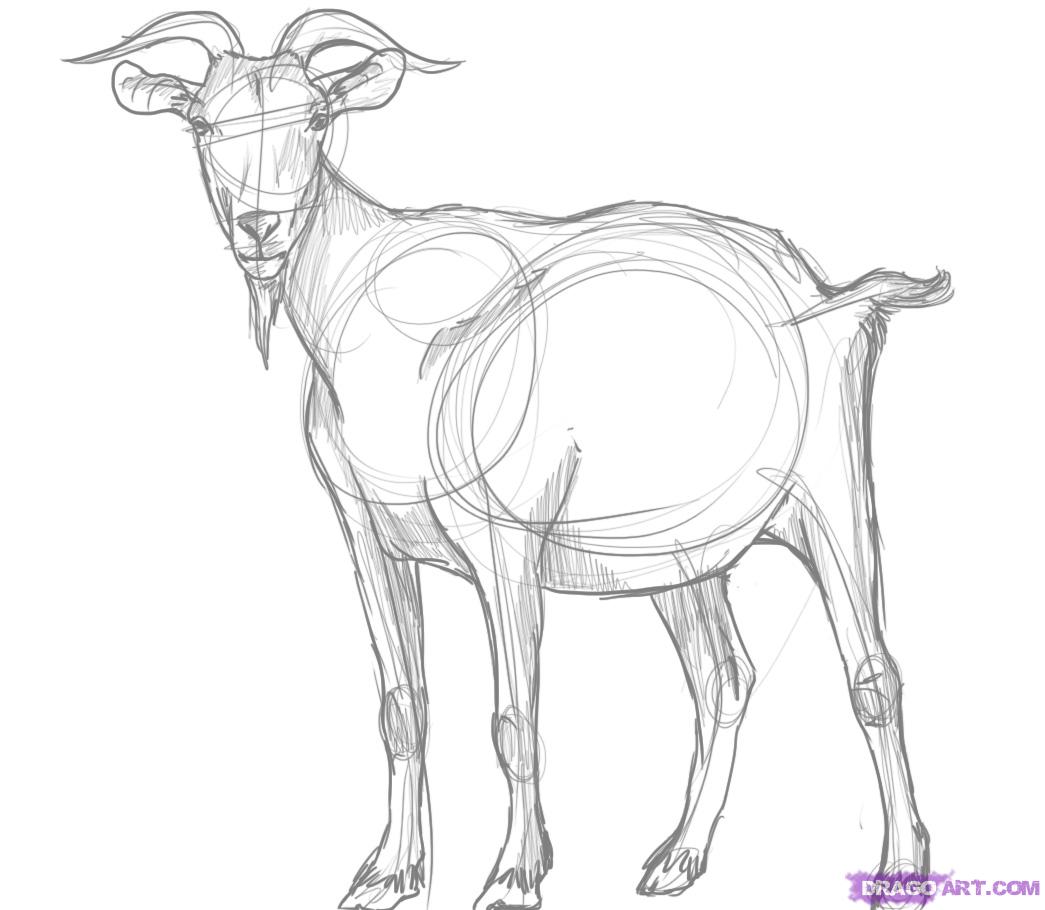 1045x910 How To Draw A Billy Goat Step 5 Cards Goats