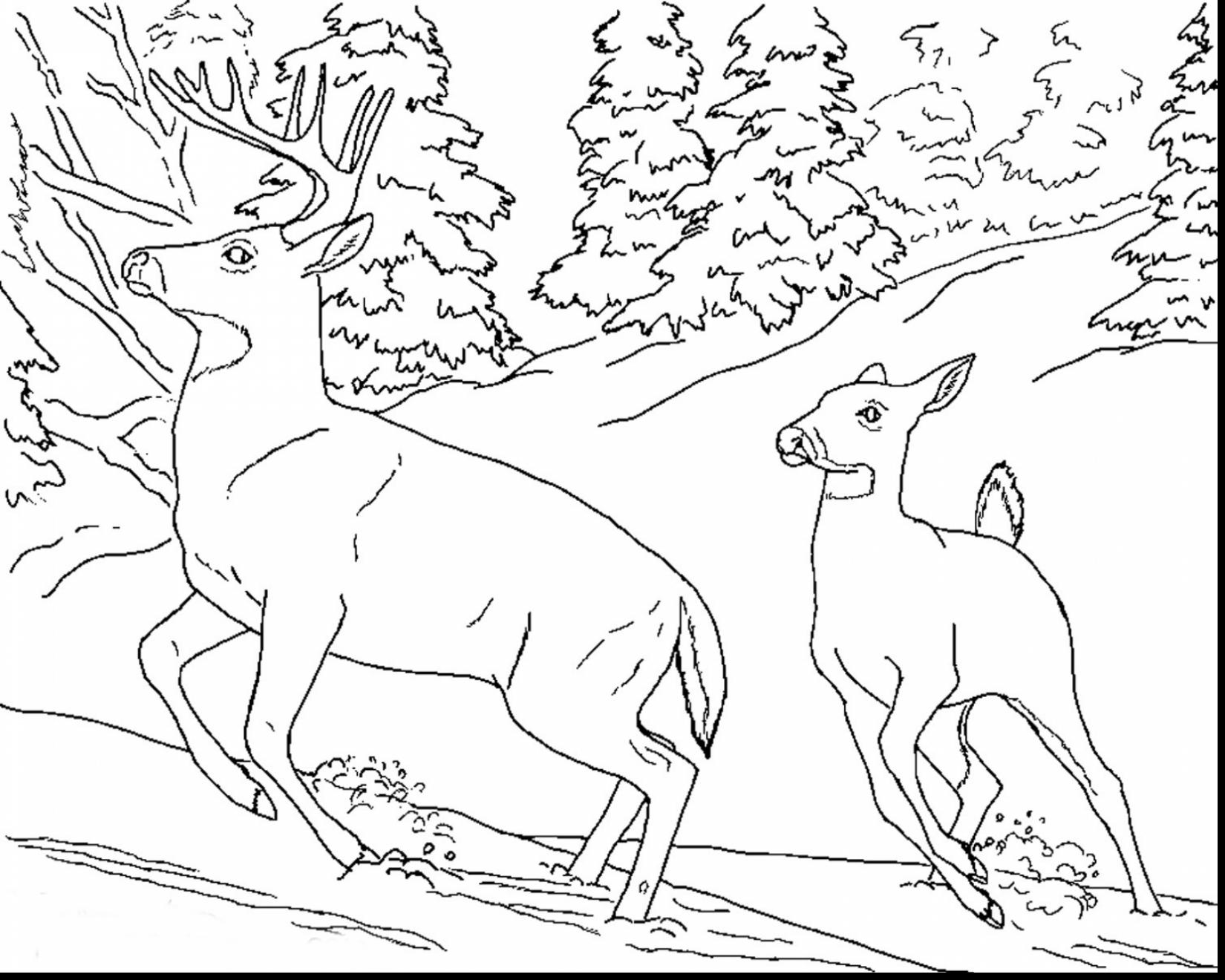 1650x1320 Realistic Animal Coloring Pages