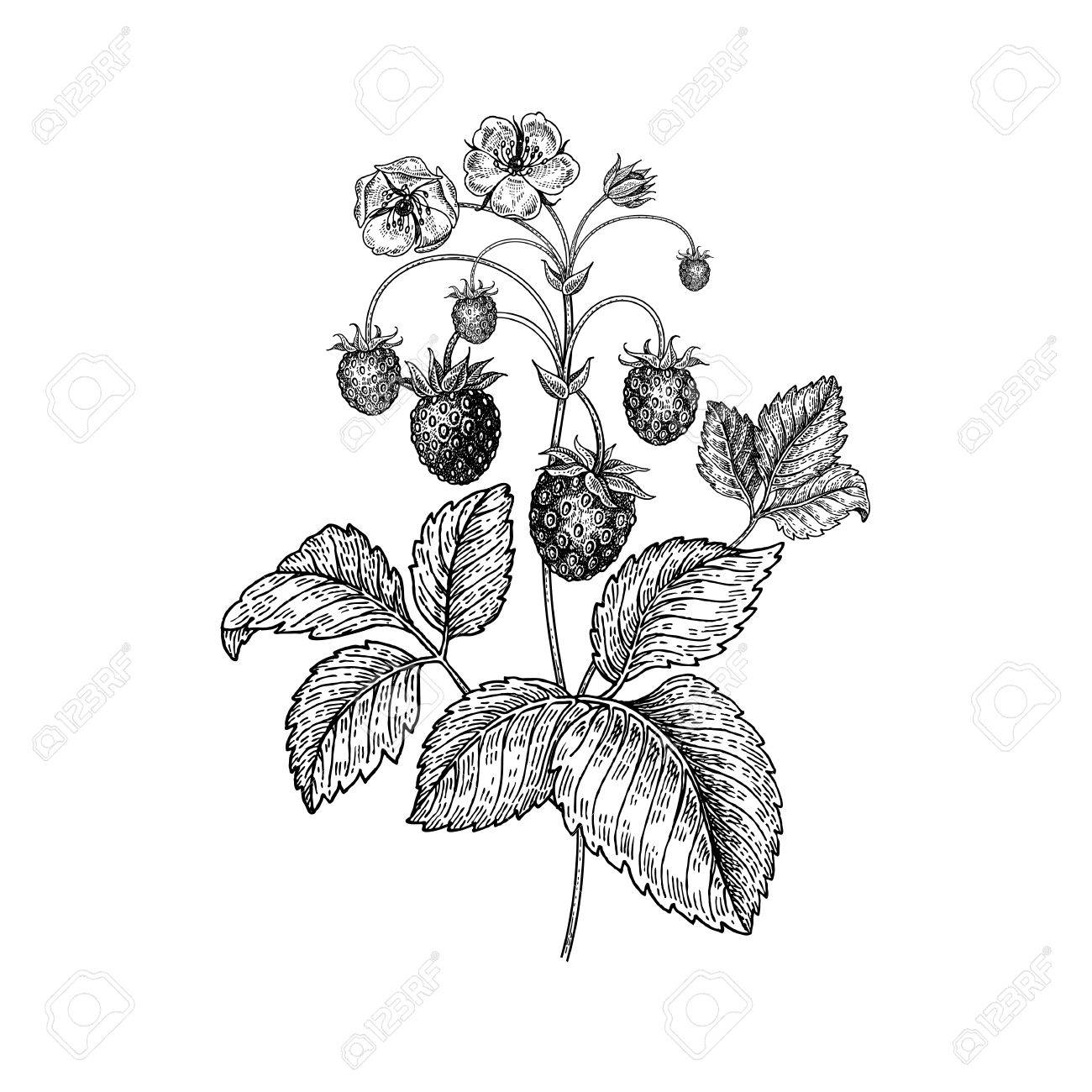 1300x1300 Strawberries. Realistic Vector Illustration Plant. Hand Drawing