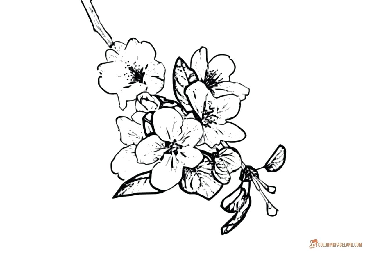 1280x870 Coloring Apple Tree Coloring Explore Stickers Human Drawing