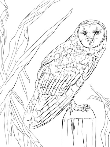 360x480 Barn Owl Coloring Page Free Printable Coloring Pages