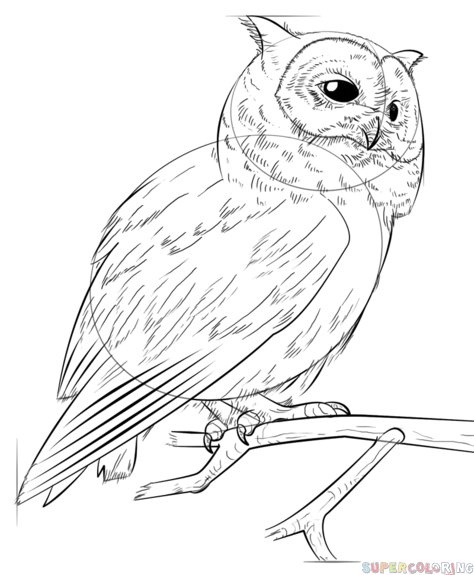 474x575 How To Draw A Realistic Owl Step By Step Drawing Tutorials
