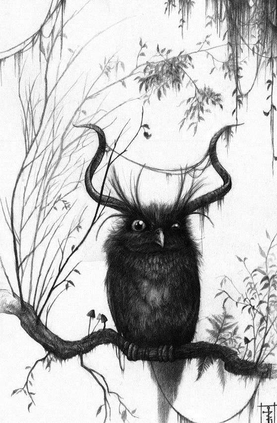 558x851 137 Best Owl Art Images On Owls, Barn Owls