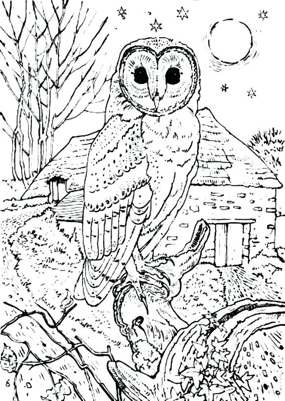 580x816 Owl Coloring Barn Owl Coloring Pages Print Media