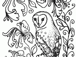 250x188 Owl Colouring Pages