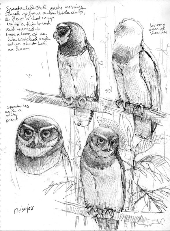 589x800 305 Best Paint Birds Images On Beautiful Birds