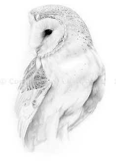 236x339 Flying Barn Owl Pencil Drawing Art Print By Thehauntedhollowtree