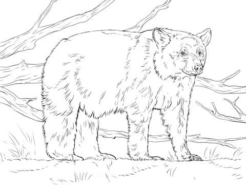 480x360 Realistic American Black Bear Coloring Page Animal Coloring