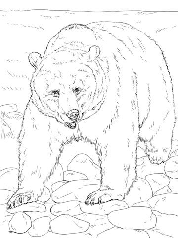 360x480 Realistic Grizzly Bear Coloring Page Free Printable Coloring Pages