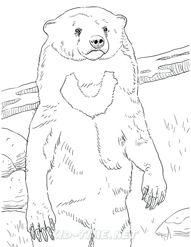 612x792 Grizzly Bear Coloring Pages Synthesis.site