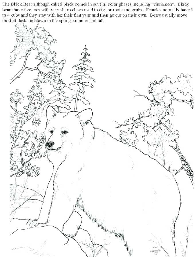 680x899 Black Bear Coloring Book