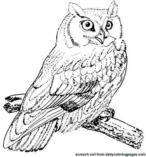 500x538 Coloring Pages Of Birds Realistic Printable Drawing Pages Of Hawk