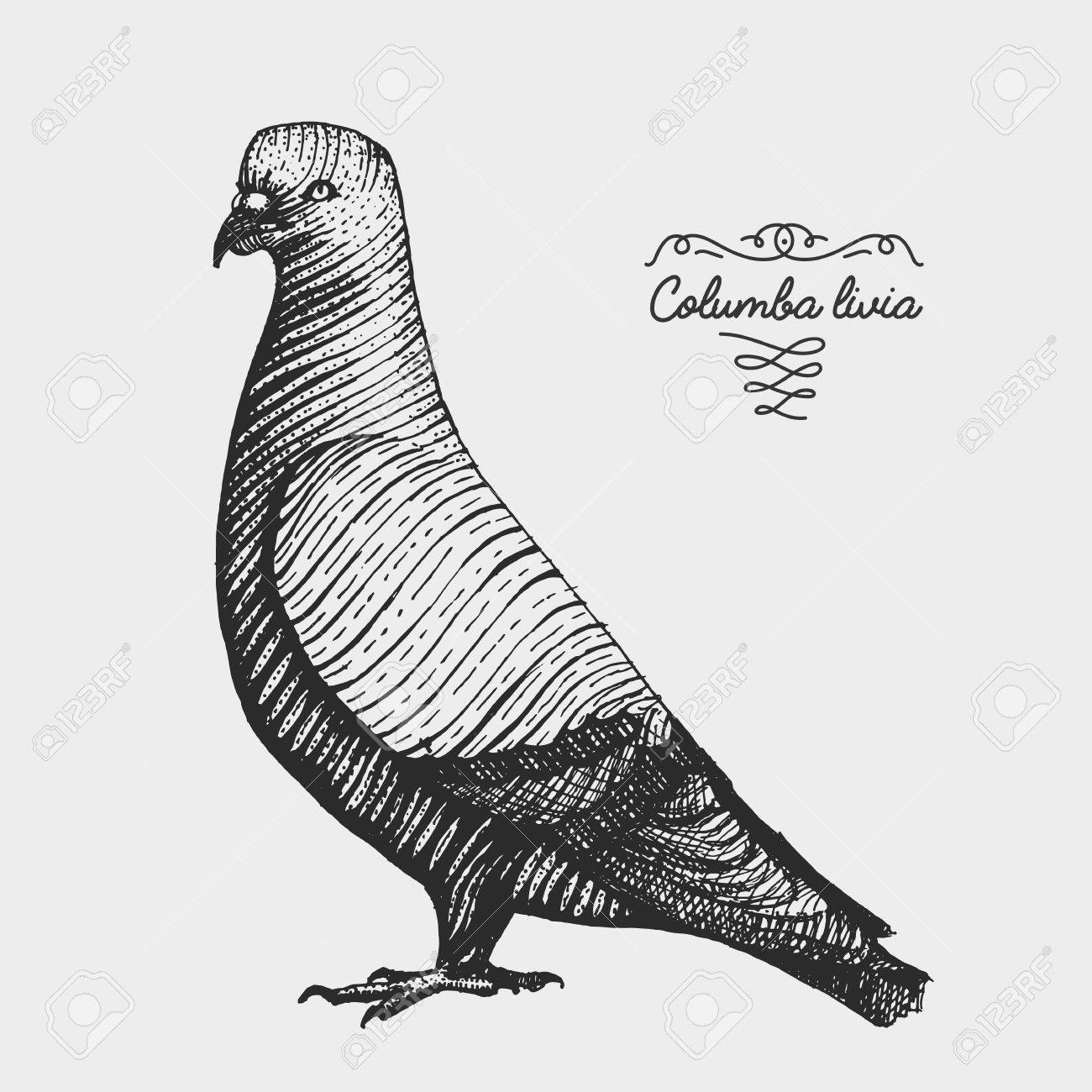 1300x1300 Hand Drawn Vector Realistic Bird, Sketch Graphic Style, Pigeon