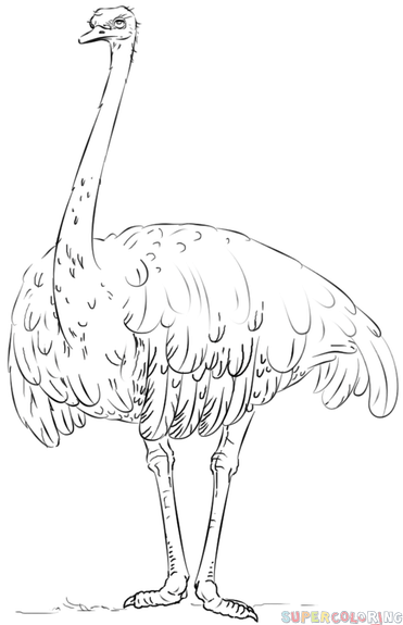 371x575 How To Draw A Realistic Ostrich Step By Step Drawing Tutorials