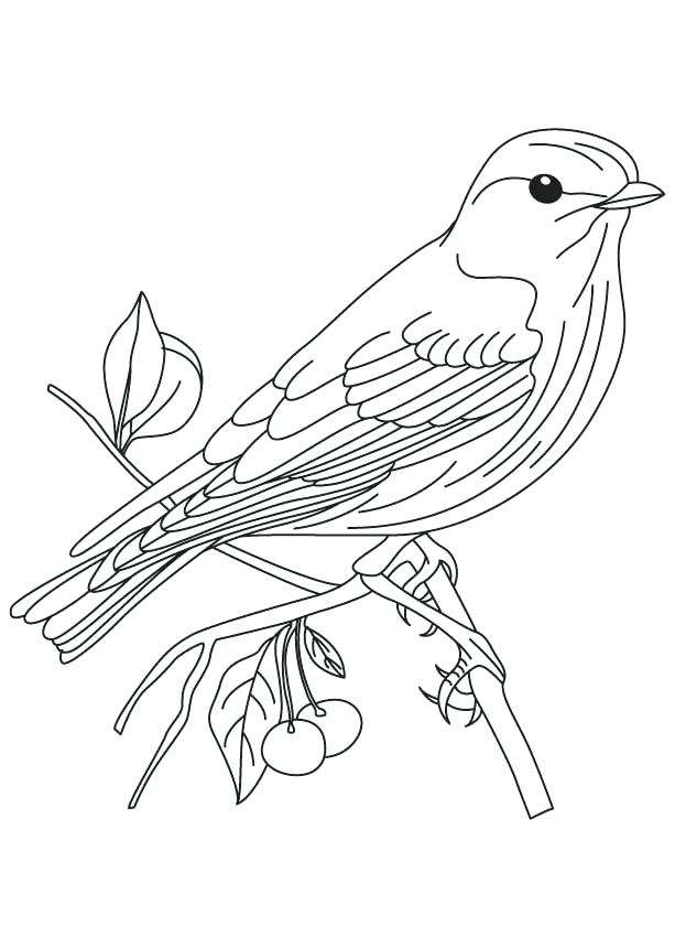 613x860 This Is Bird Coloring Pages Images Blue Bird Cartoon Coloring